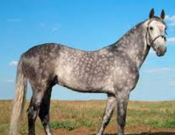 เทคนิคดูสถิติม้า ufabet สำหรับนักเดิมพันที่อยากทำกำไรอย่างยั่งยืน