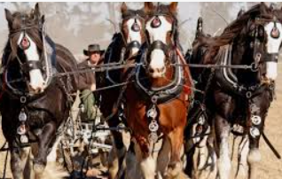 วิเคราะห์สายพันธุ์ม้า ufabet เพื่อการเดิมพันแข่งม้าอย่างมีประสิทธิภาพ